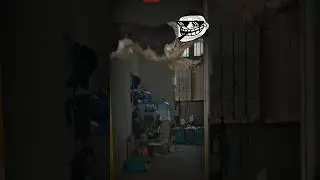 Dogs IQ Level.#dog #dogfight #trollface #shortvideo