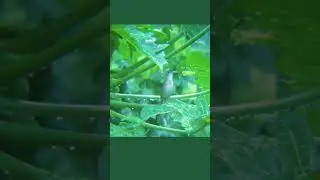 Captured this tiny bird taking a break in a Papaya Tree! #birds #shorts #naturelovers #relaxing