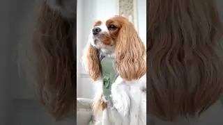 Maxbone Go! With Ease Leash Bundle in Sage - GRWM! #maxbone #kateschwanke #cavalierkingcharles