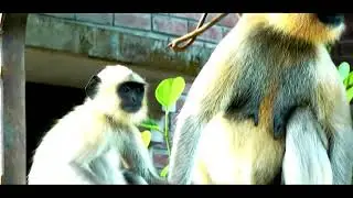 Baby Langur Monkey  Mothers care and grooming
