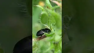 The shiny Ground Beetle Nebria brevicollis on Bristly Oxtongue