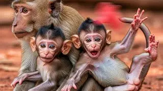 From Birth to Peaceful Life: A Newborn Baby Monkey&rsquo;s Journey