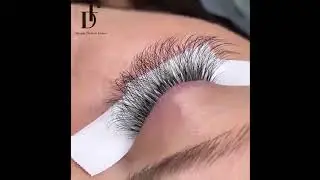 8D Large Tray 352 Fans Pointy Base Premade Volume Fans|Dreamflowerlashes