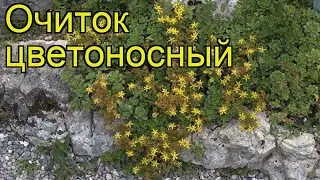 Очиток цветоносный. Краткий обзор, описание характеристик, где купить саженцы sedum floriferum