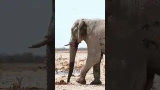Wildlife Moments Compilation