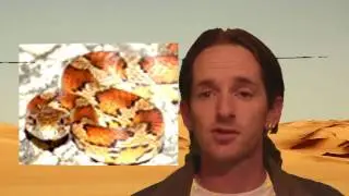 Reptile News: Lizard boiled alive on TV?
