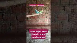 show bajari birds cross breed #birds lover 🥰   #dance