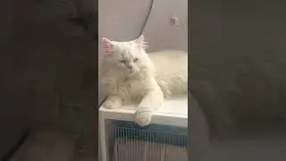 #cute #catinspiration #persianlovers