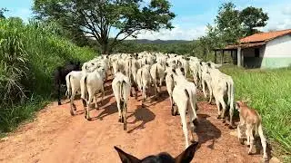 Mexida no gado na primeira quinzena de dezembro 