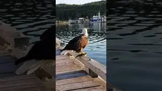 Eagle Encounter