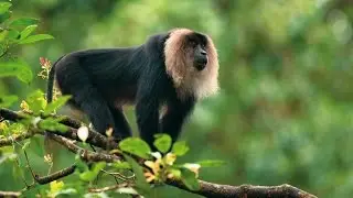 NATIONAL PARKS OF INDIA (SOUTH)