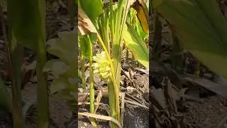 Farming | Turmeric Farm | Haldi Farm | Halad | #farm #turmeric #turmericfarming #trending