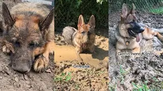 My German Shepherd loves mud