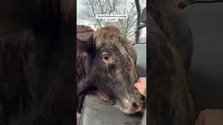 Redford being nice #rufusthebull #cow #bull