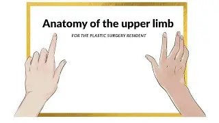 Anatomy of the upper limb for the plastic surgery resident