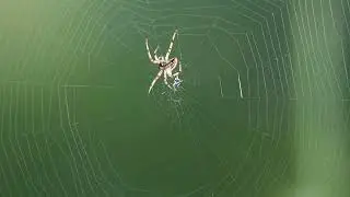 Spider cobweb #birdscall #nature #videgraphy #natgeo #birdsounds #mirzoulfikar