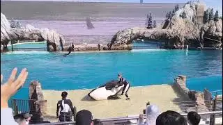 Espectacular Show de Orcas