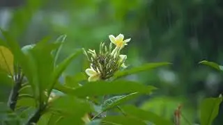 🔴HEAVY RAIN FOR SLEEPING || RAIN SOUND RELAXATION THERAPY IS GOOD FOR FALLING ASLEEP QUICKLY