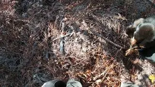 K9 Hunter warm trail