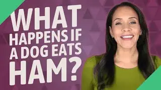 What happens if a dog eats ham?