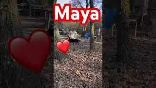 Regardez o&ugrave; Maya va cacher le pain elle a creus&eacute; un trou  si elle reviens elle le retrouvera