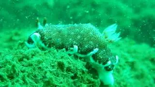 Nudibranch