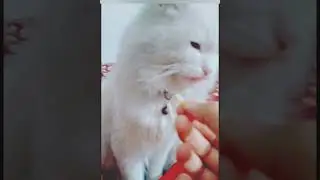 trying host candy 🍬 🤔 |#mano #video #cat #meow #funny #funny #cash #catvideos #catlover #kitten