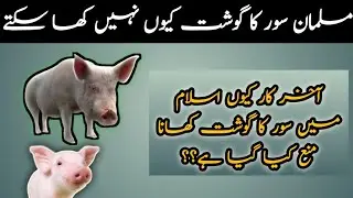 Pig | khnzeer |Why pig is haram in islam ? سور اسلام میں کیوں حرام ہے؟؟ | pig 🐖