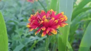 Navranga flowers plant bluming flowers mix colour plant