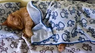 🐱 HOST SWEET THE ORANGE CAT SLEEPING IN HIS NEW BED! 🛌