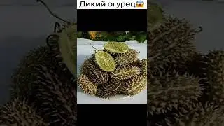 как выглядели фрукты до людей:огурец-сейчас,дикий огурец😱👹#shorts #дикийогурец😱#video