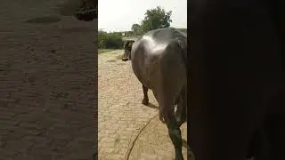 #trending #murrabull #animals #Punjabi song ❤️❤️❤️