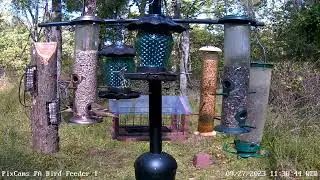 Phoebe makes a visit to PA Bird Feeder 1 9/27/2023