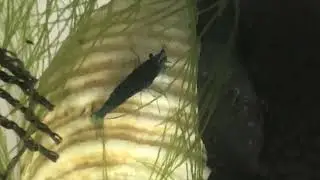 Blue velvet shrimp 🦐 