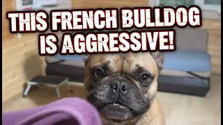 Aggressive French Bulldog? Real Behavior Fix Explained by Dog Trainer