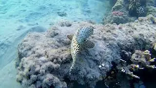 Royal Brayka Resort- Coral Reef- SJ 5050 Elite