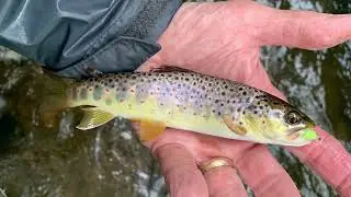 Fly Fishing the Little Schuylkill River