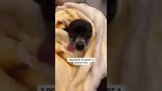 3 Reasons to Adopt A Senior Dog