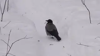 A strange crow came for a nut