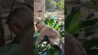 cute mara-monkey shorts# #monkey #shortsvideo#viral #monkeyvideo   #youtubeshorts #monkeys #animals