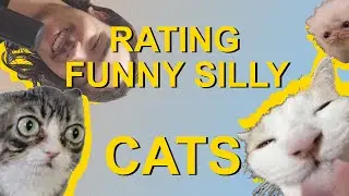 Reviewing Weird Funny Cats