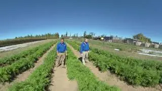 Bundaberg trial site for Salibro Reklemel active nematicide - 360