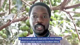 Postgraduate perspectives | How planting macadamia trees could transform Malawi