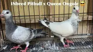 Inbreed pitbull x Queen Ongole line chicks for sale🔥 #racingpigeon  #instagood #pigeon #vilogpigeon
