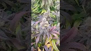 Beautiful Leaves on my plant #shorts #autopot #autumn
