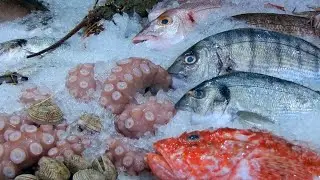 Fresh Fish | Compilation 🐟🦑🦐🍤🌊