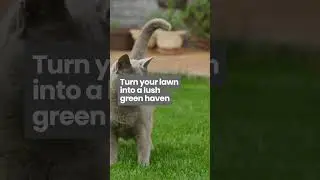 Revitalize Your Lawn with Liquid Aeration