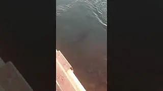 Twilight swim under Windang Bridge