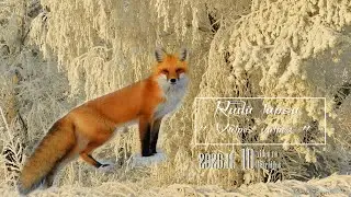 10. Wild Animals. RUDĀ LAPSA /Vulpes vulpes/. Dabas stūrītis savvaļas putniem, dzīvniekiem.