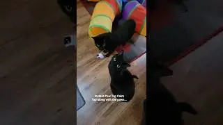 Finding more fun cat toys to charge up #asmr #cats #cattoys #happycats #catfun #catplay #catlovers